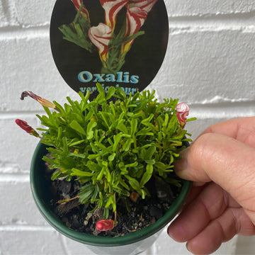 Oxalis versicolor | Candy Cane Oxalis