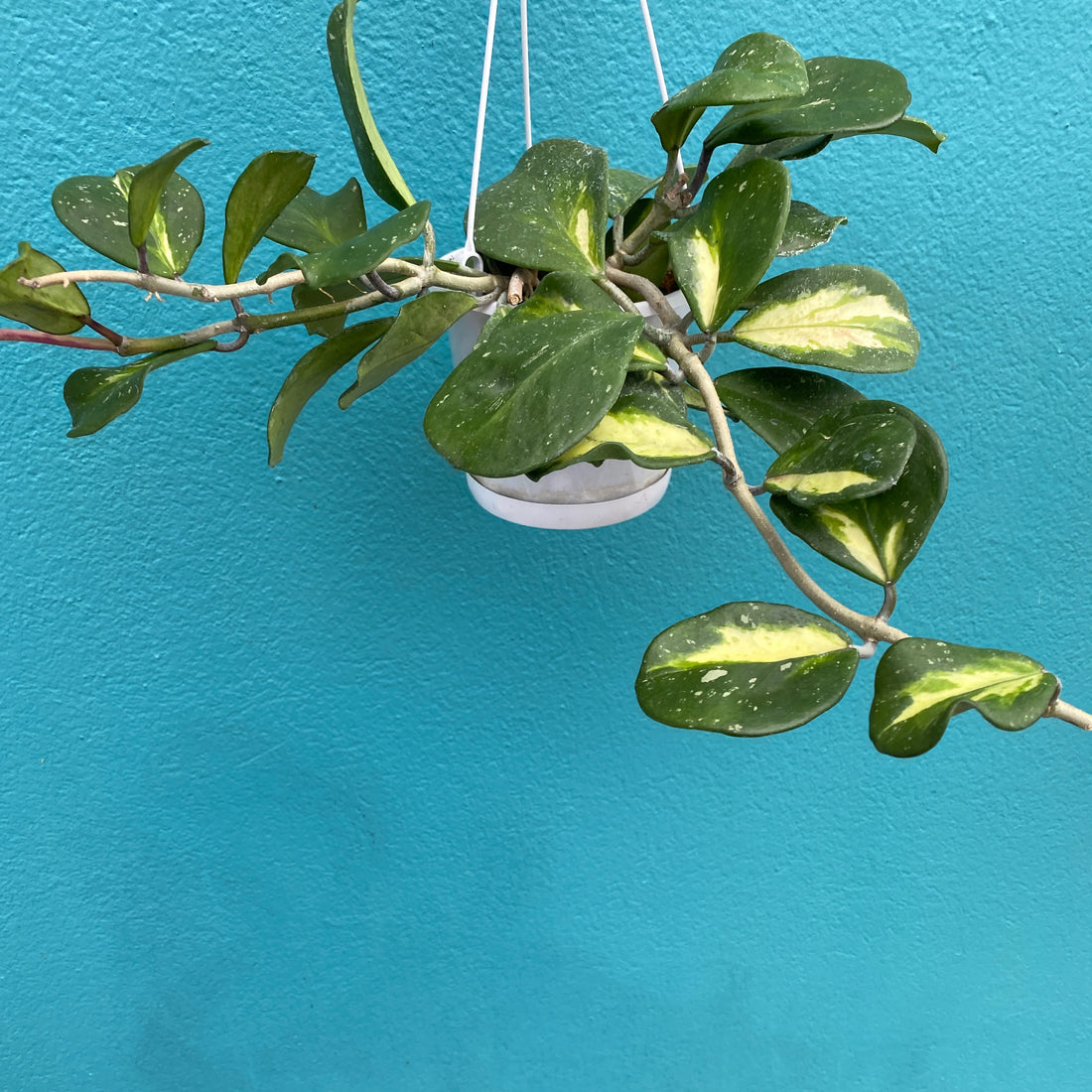 Hoya obovata variegata | Hoya collection # 146
