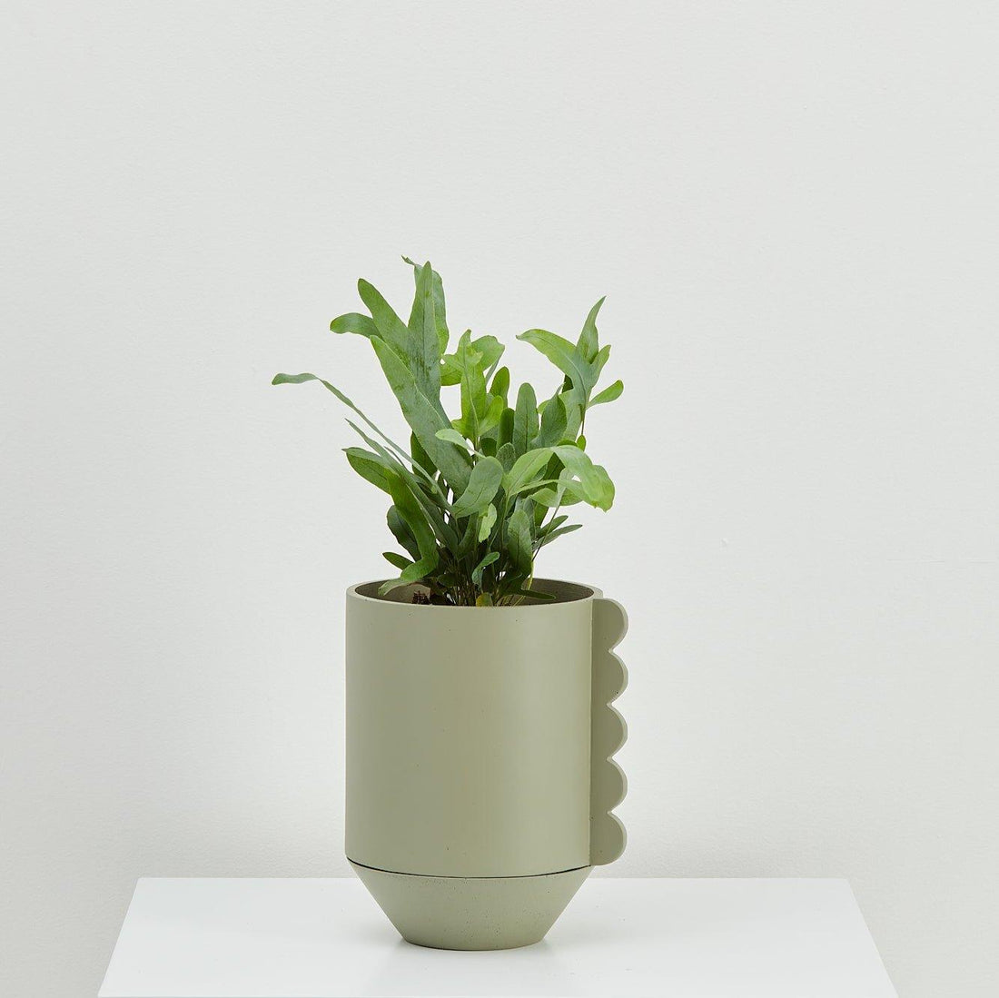 Capra Designs - Frill Feature Planter