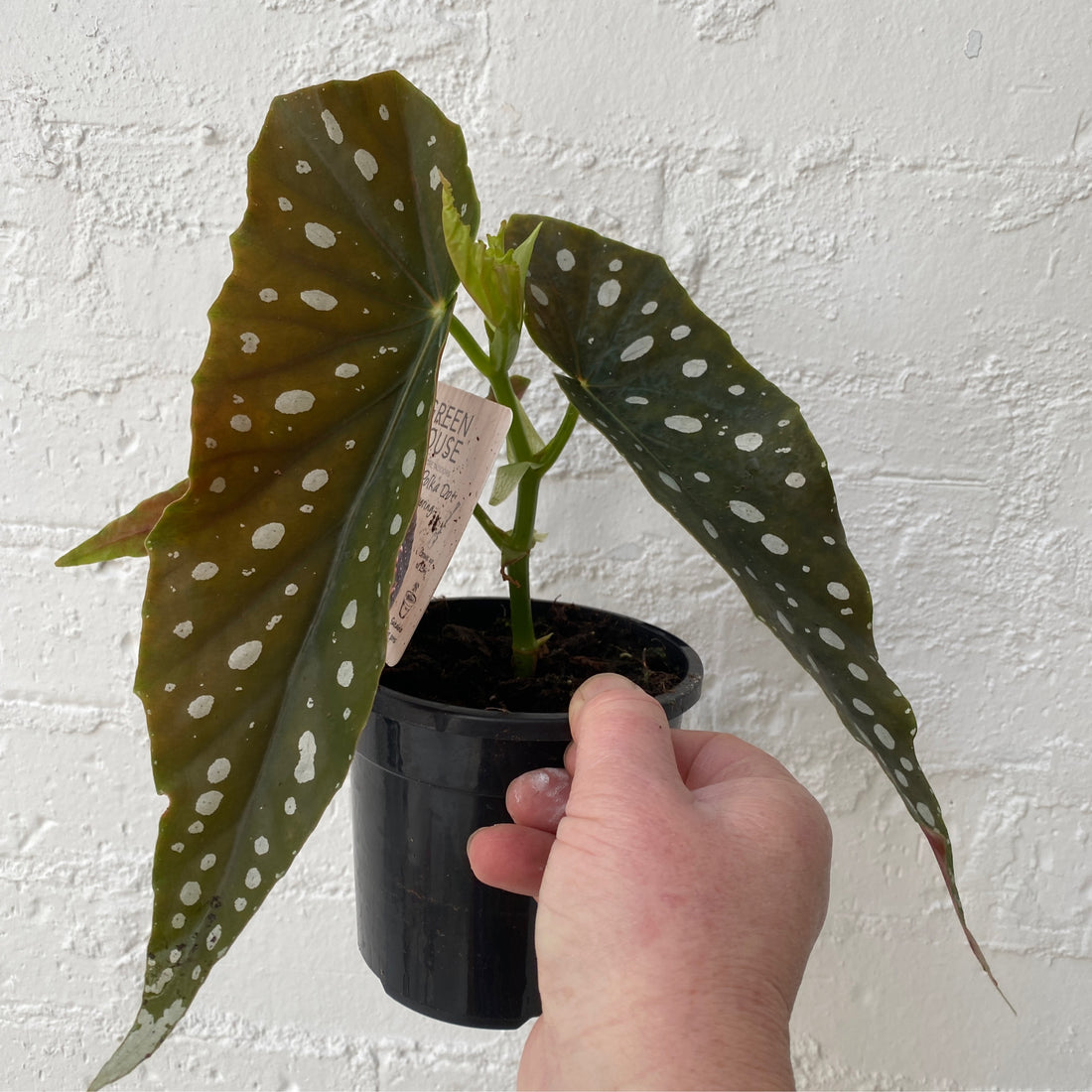 Begonia maculata