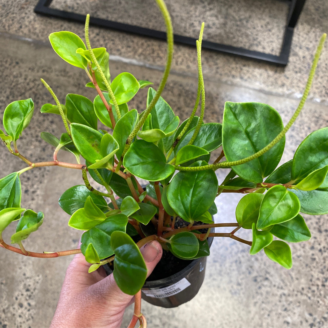 Peperomia obtusifolia