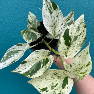 Epipremnum Marble Queen