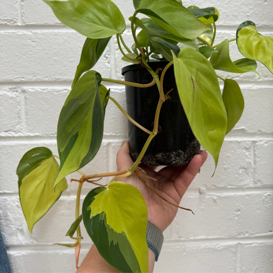 Philodendron Brazil