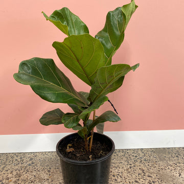 Ficus lyrata