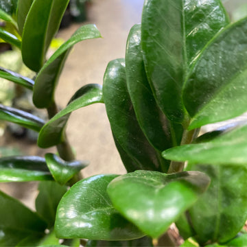 Zamioculcas zamiifolia Zenzi