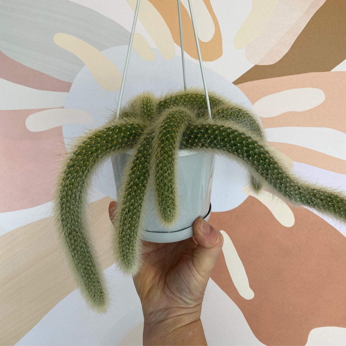 Monkeys Tail Cactus | Cleistocactus colademonis