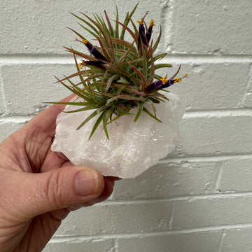 E | Crystal Airplant