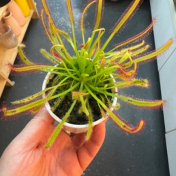 Drosera capensis | Sundew