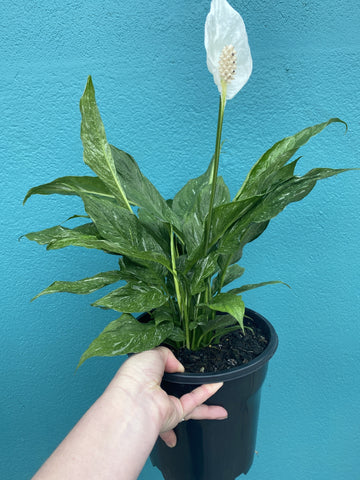 Spathiphyllum cochlearisoarhum  Domino