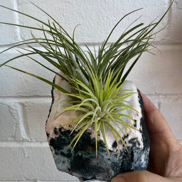 F | Crystal mounted air plant