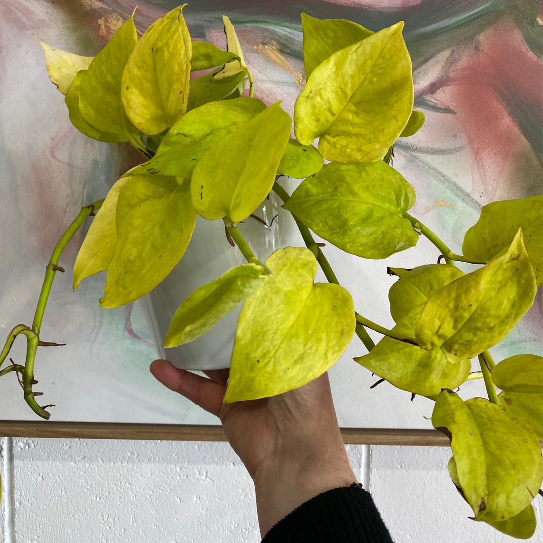 pothos goldilocks Epipremnum Goldilocks – In Bloom horticulture