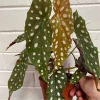 Begonia maculata + cylinder pot