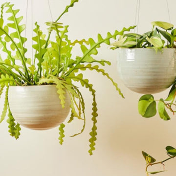 A&C Spherical Hanging Planter