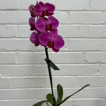 Phalaenopsis Orchid