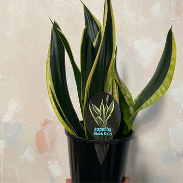 Sansevieria Black Gold