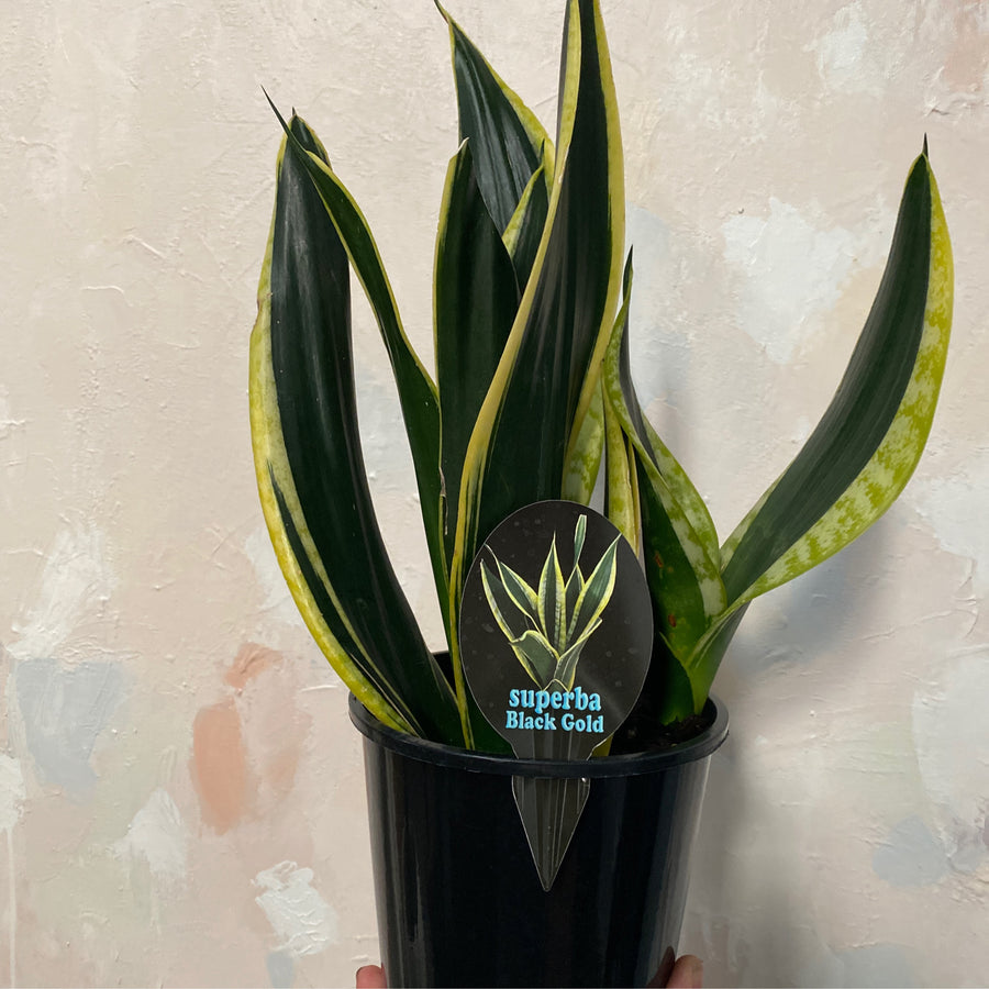 Sansevieria Black Gold