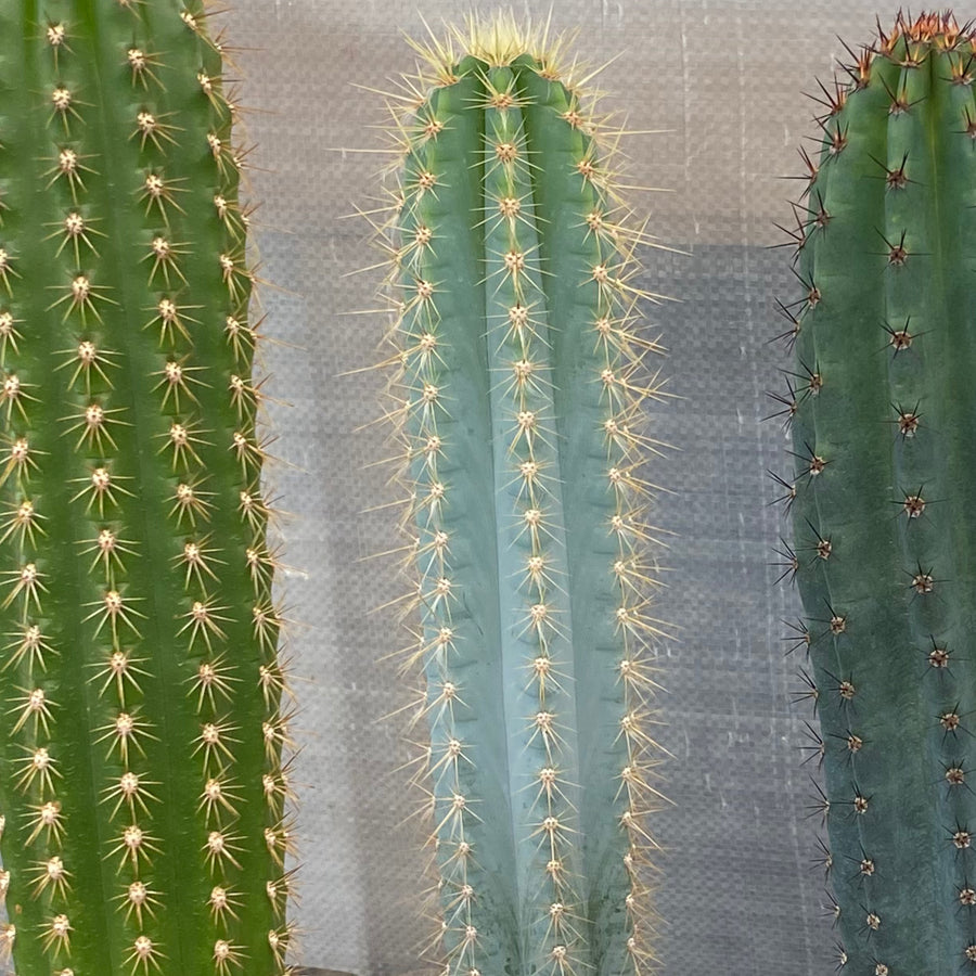 Philocereus azures | Blue Torch Cactus