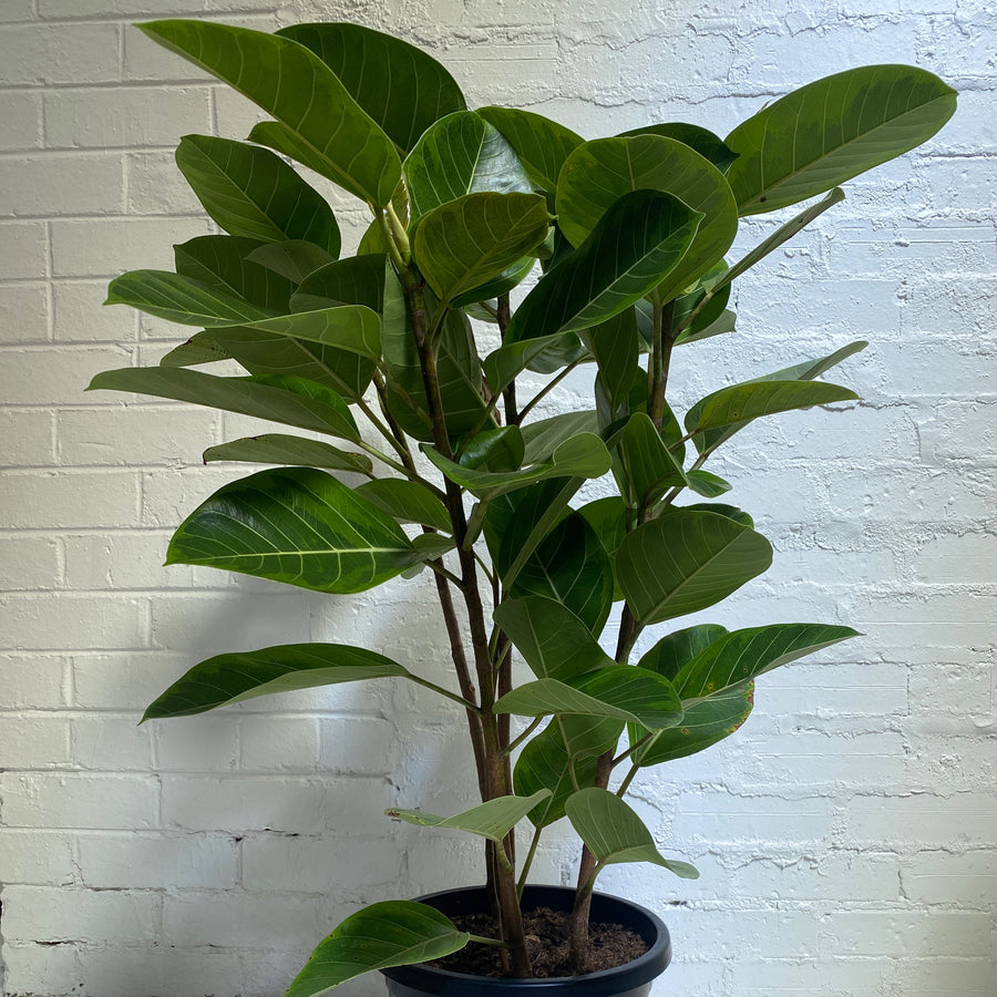 Ficus Yellow Gem