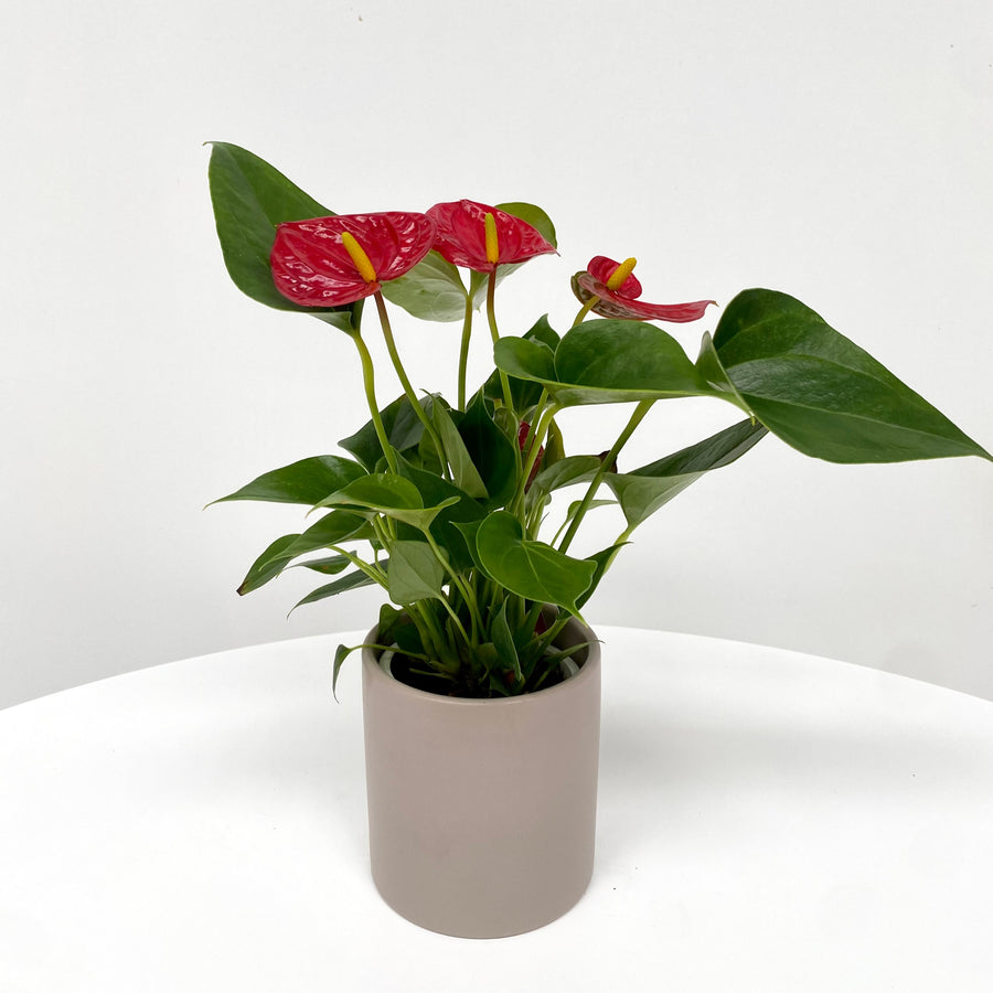 Anthurium + Pot combo