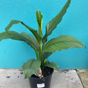 Spathiphyllum | Blue Moon