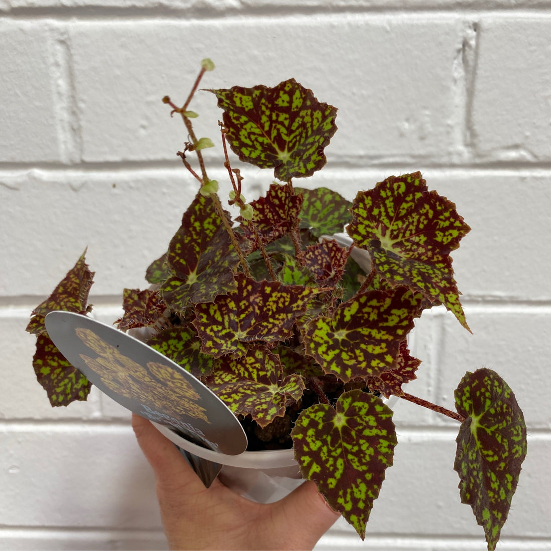 Begonia bowerae Bright Eyes