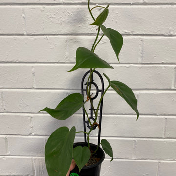 Philodendron cordatum | Heart Leaf Philodendron