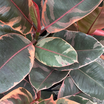 Ficus elastica Ruby