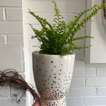 Fern + Sparkle Pedestal Pot by Angus & Celeste