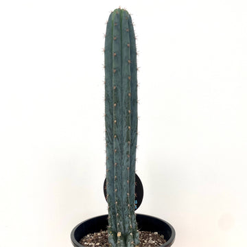 Trichocereus peruvianus