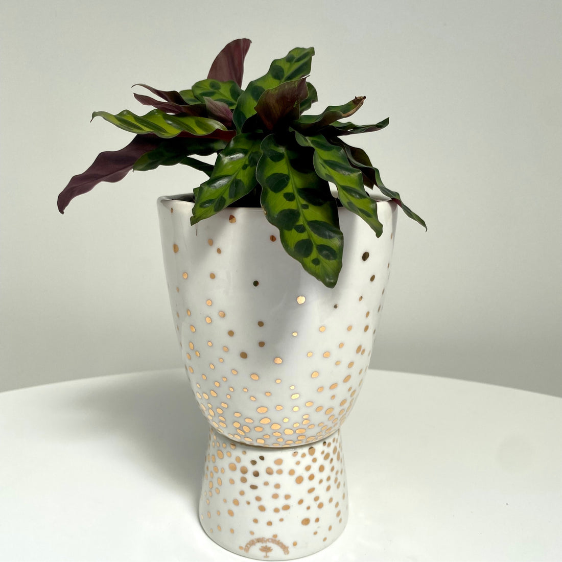 Foliage Plant + Sparkle Pedestal Pot by Angus & Celeste