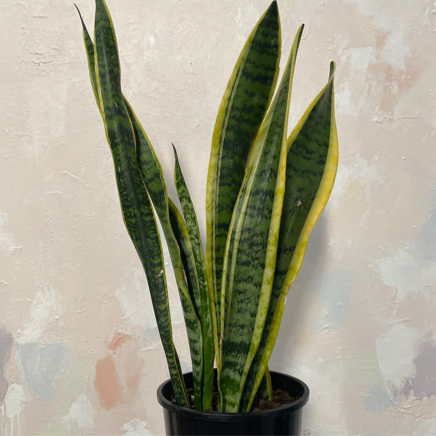 Sansevieria trifascata laurentii