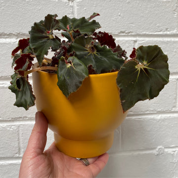 Begonia Rex Dark Mambo + pot