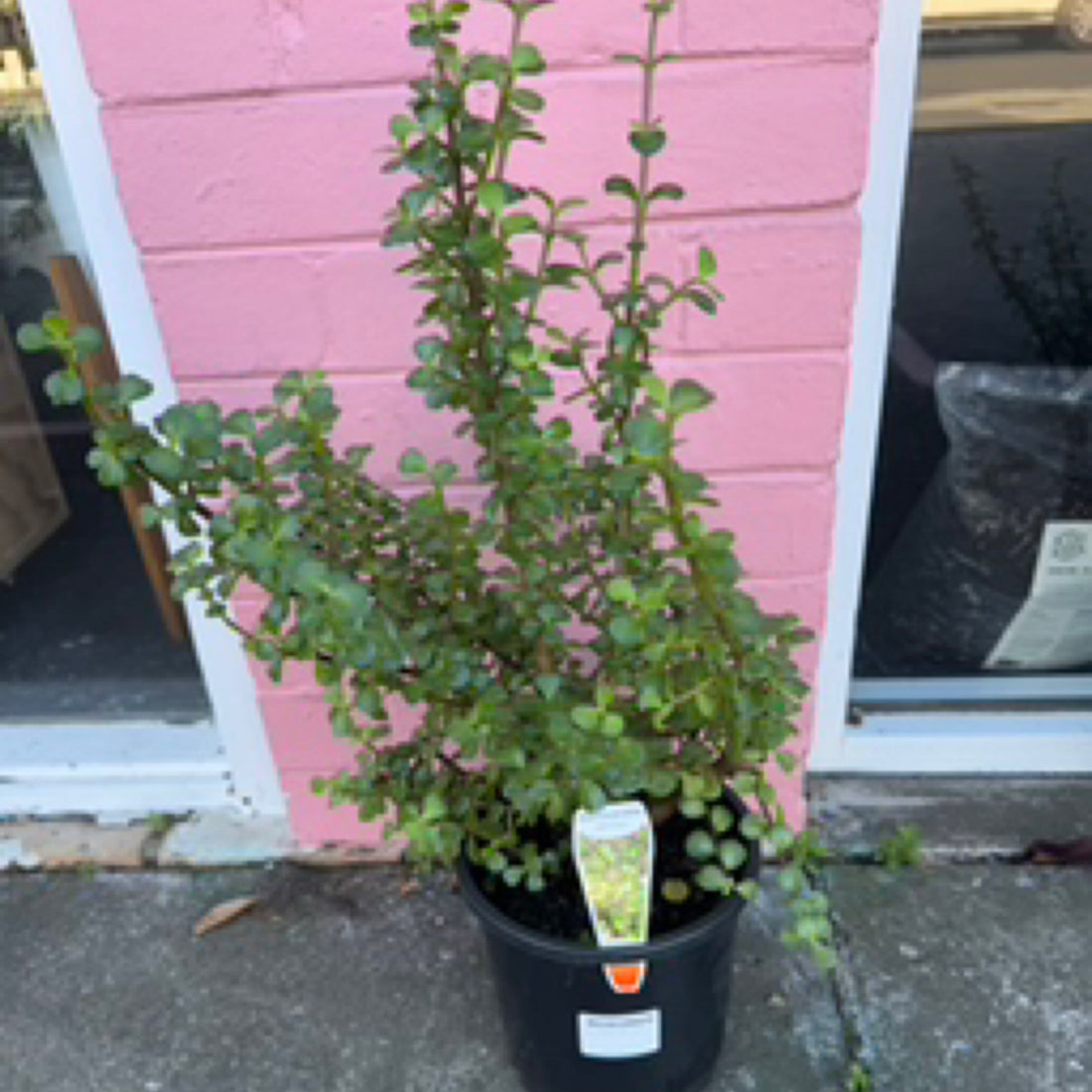 Portulacaria afra | Jade Plant