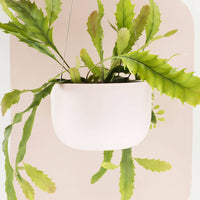 A&C Raw Earth Hanging Planter