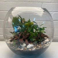 33x32cm Glass Fish Bowl Terrarium