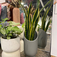 Snake Plant + Large Summit Planter by Capra Design