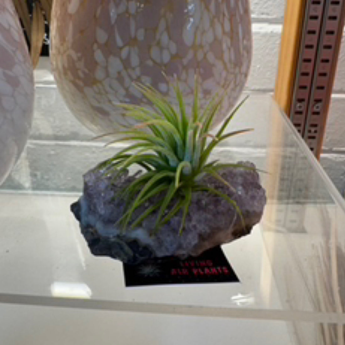 D | Crystal Air Plant