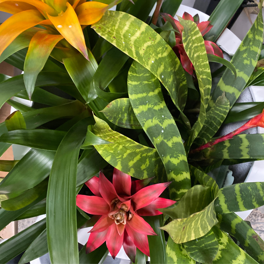 Bromeliad