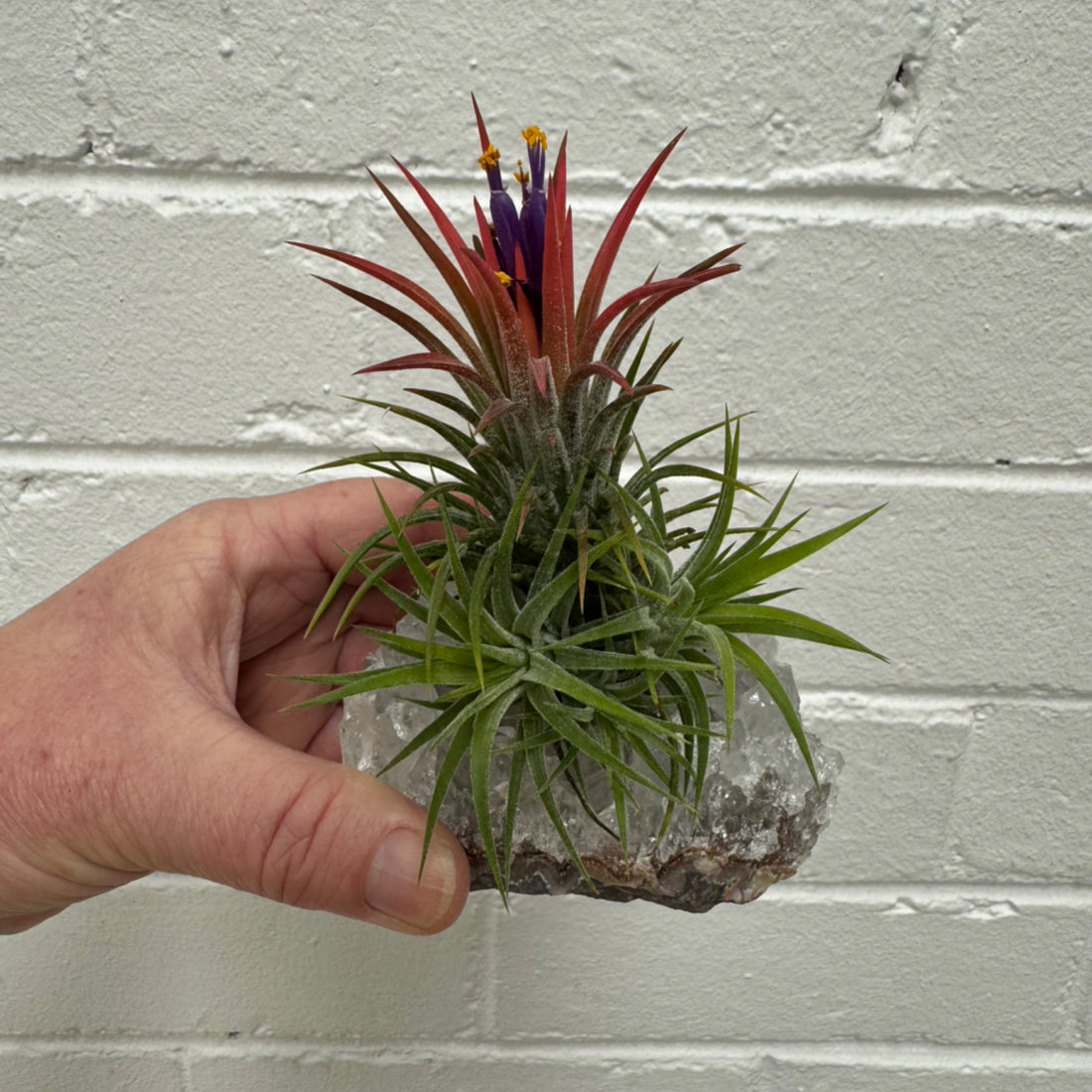 E | Crystal Airplant
