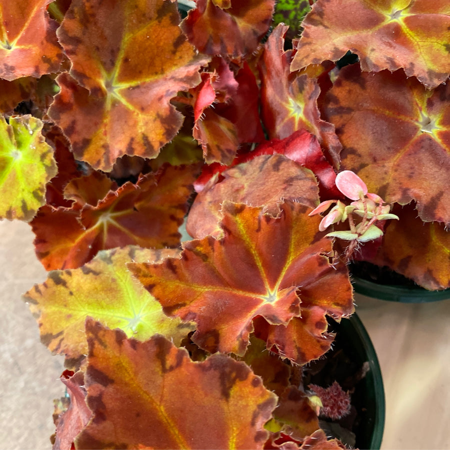 Begonia ‘Sunset Blaze’