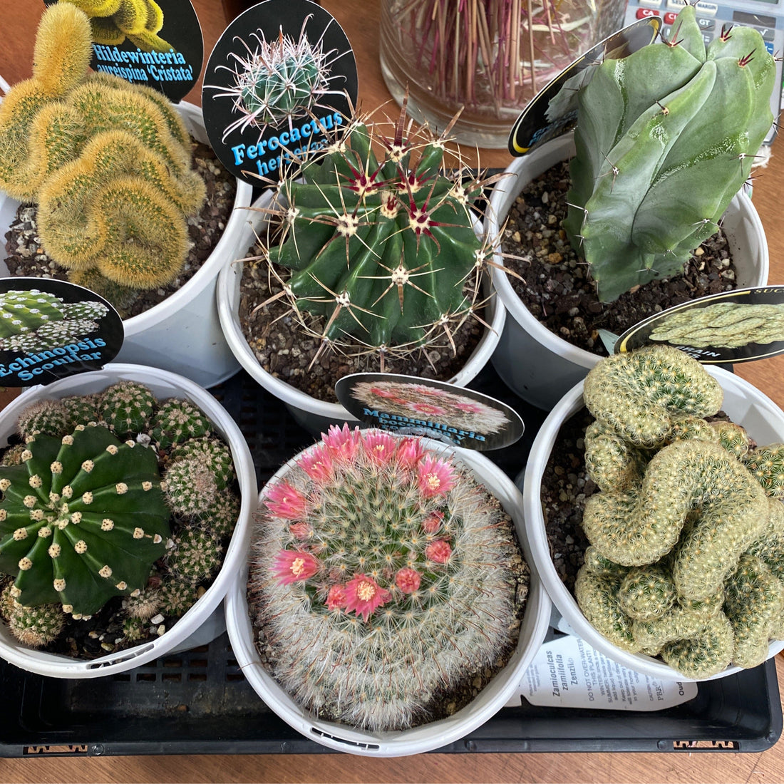 Assorted Cactus 13cm