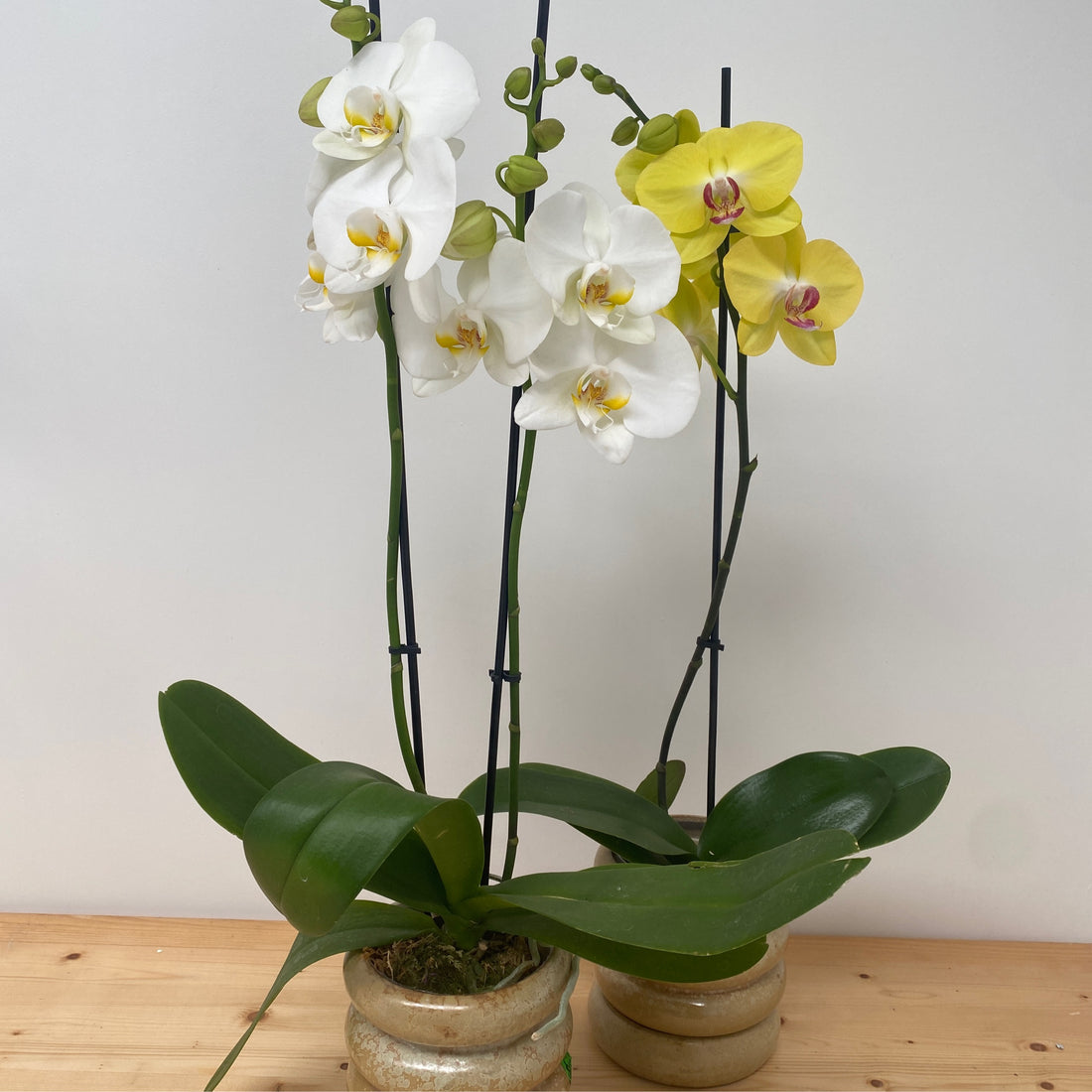 Phalaenopsis Orchid