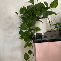 Epipremnum aureum | full size