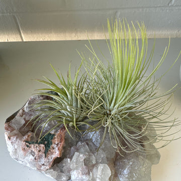 F | Crystal Air Plant