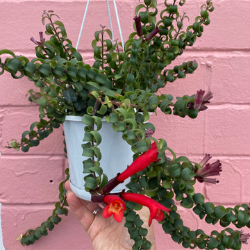 Aeschynanthus radicans ‘Curly’