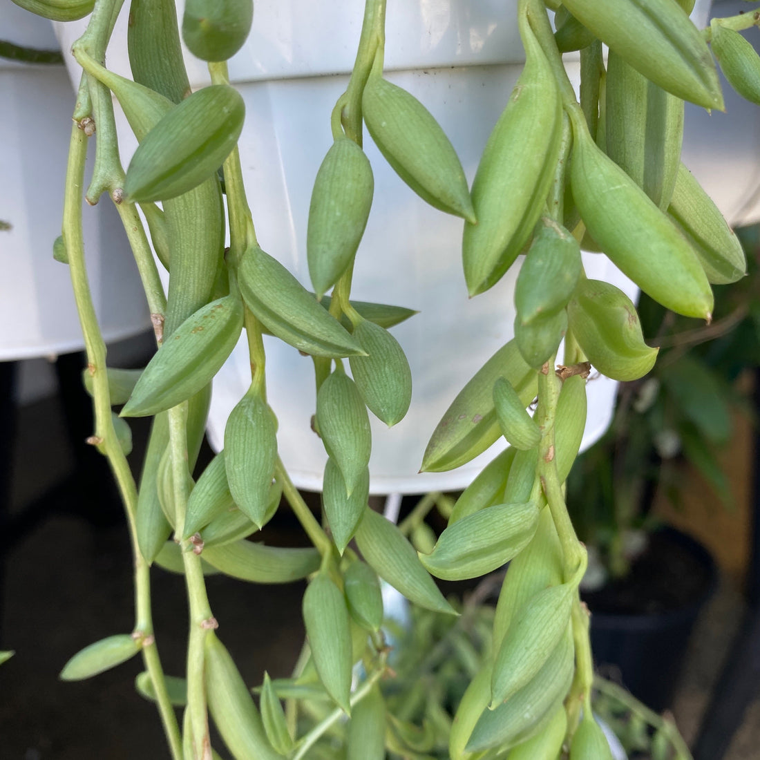 Senecio radicans String Of Beans