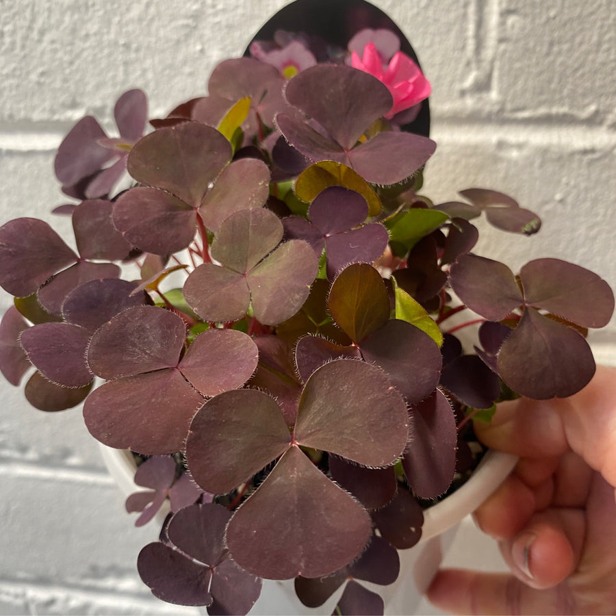 Oxalis purpurea var. Garnet