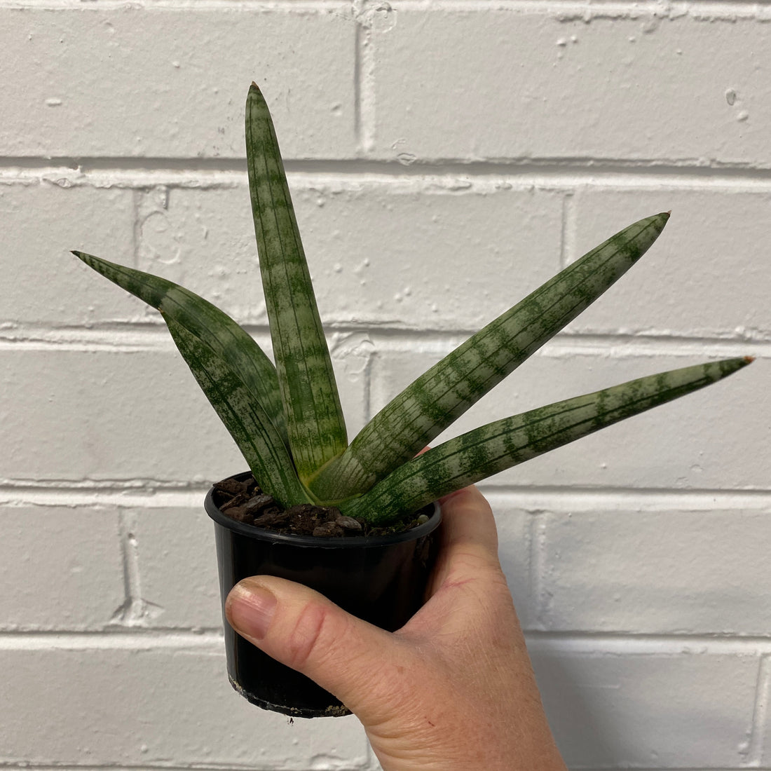 Sansevieria Boncel