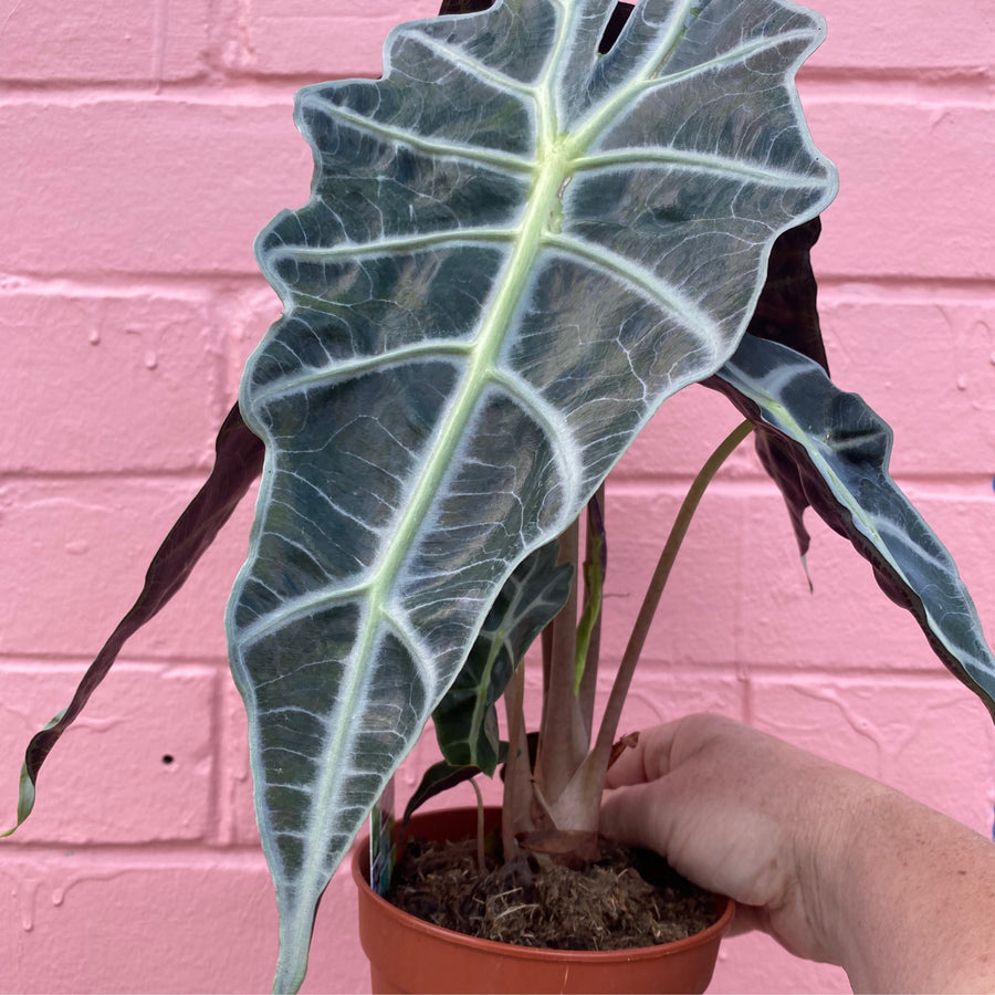 Alocasia amazonica | Dwarf Form