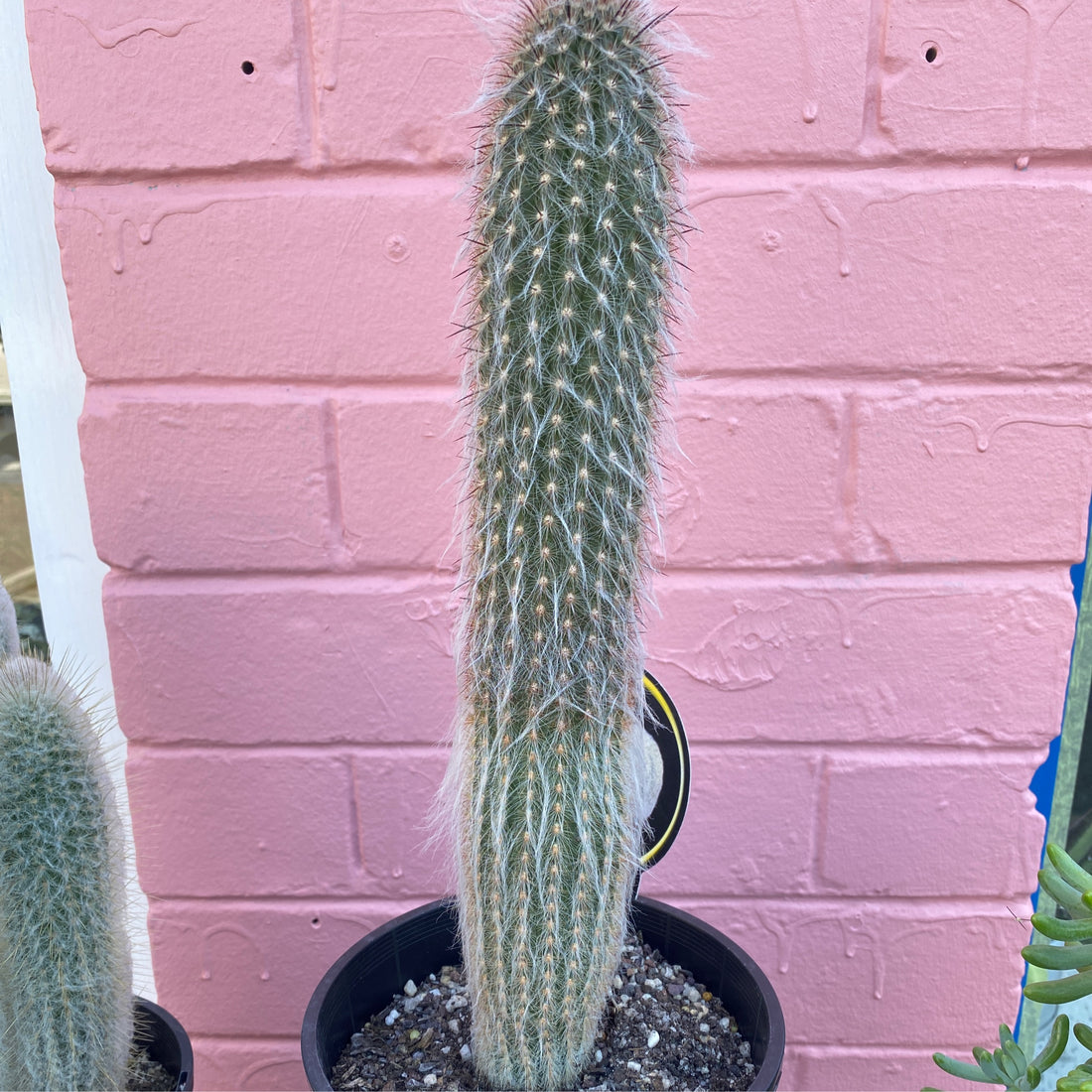 Espostoa spp. | Peruvian Old Man Cactus